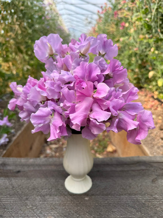 Kings Coronation Sweet Pea Seeds