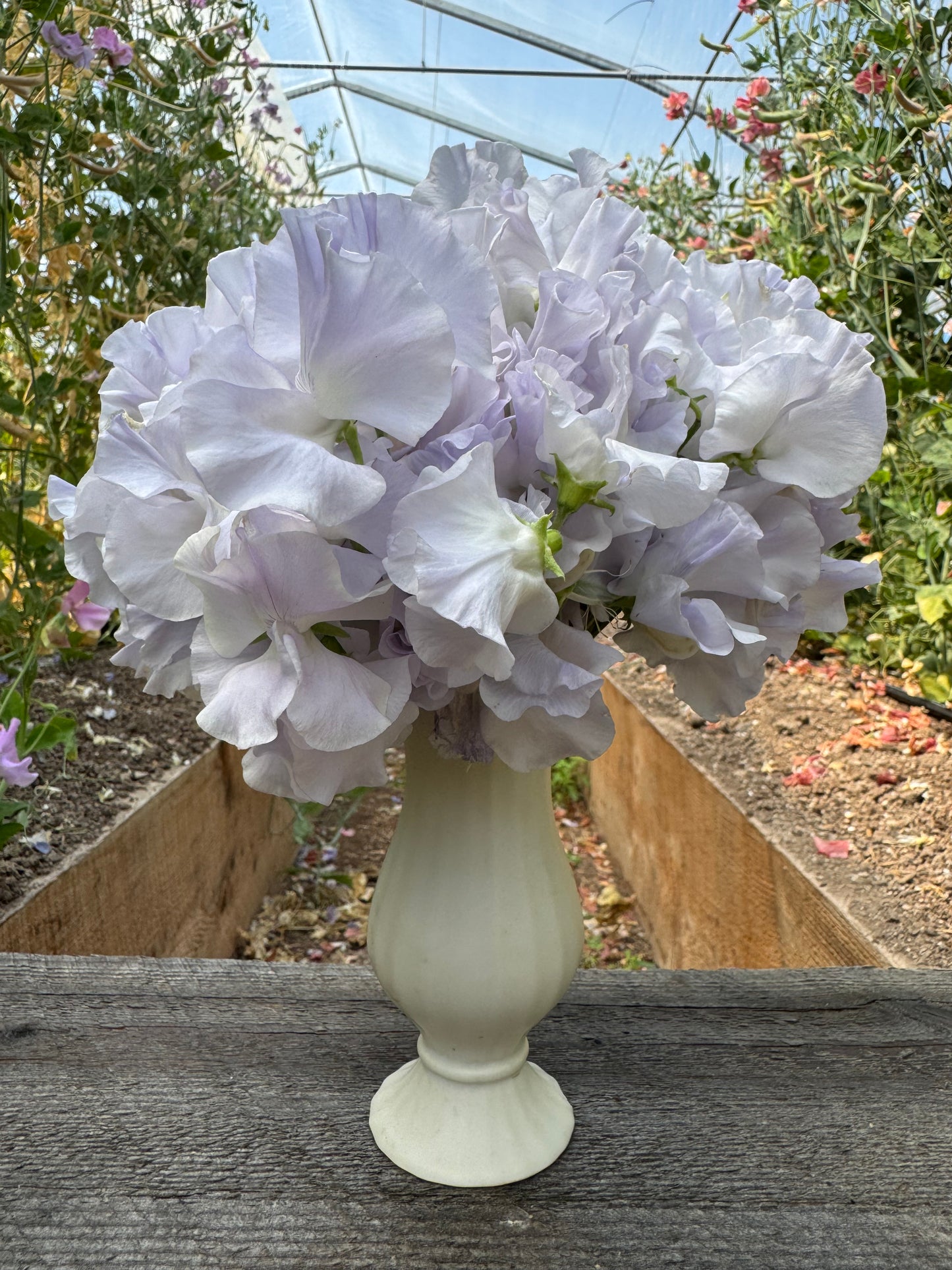 Beverly Ann Sweet Pea 25 Seeds