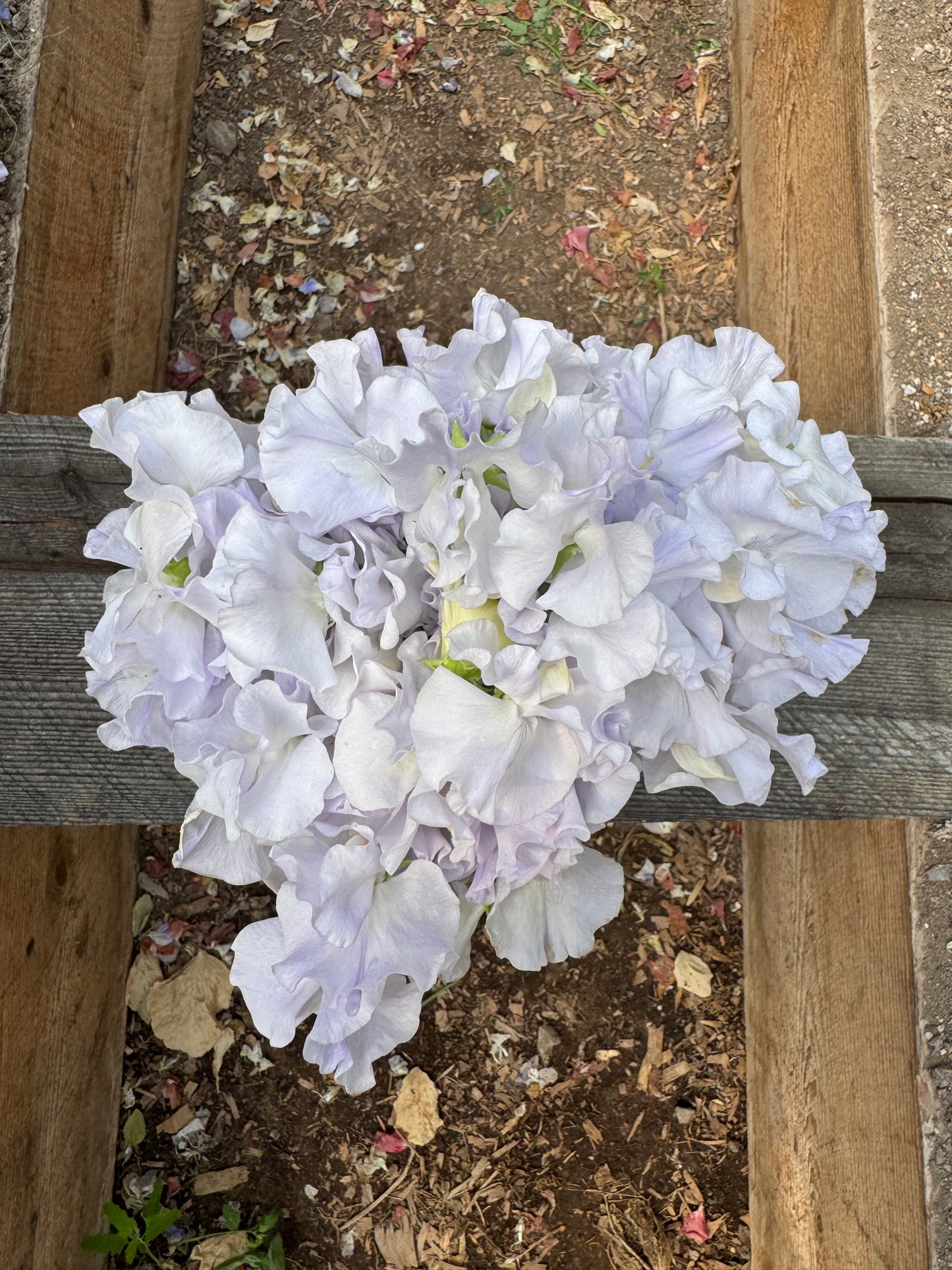 Beverly Ann Sweet Pea 25 Seeds