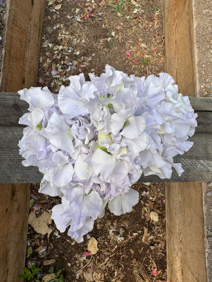Alison Louise and Beverly Ann Sweet Pea Mix 25 Seeds