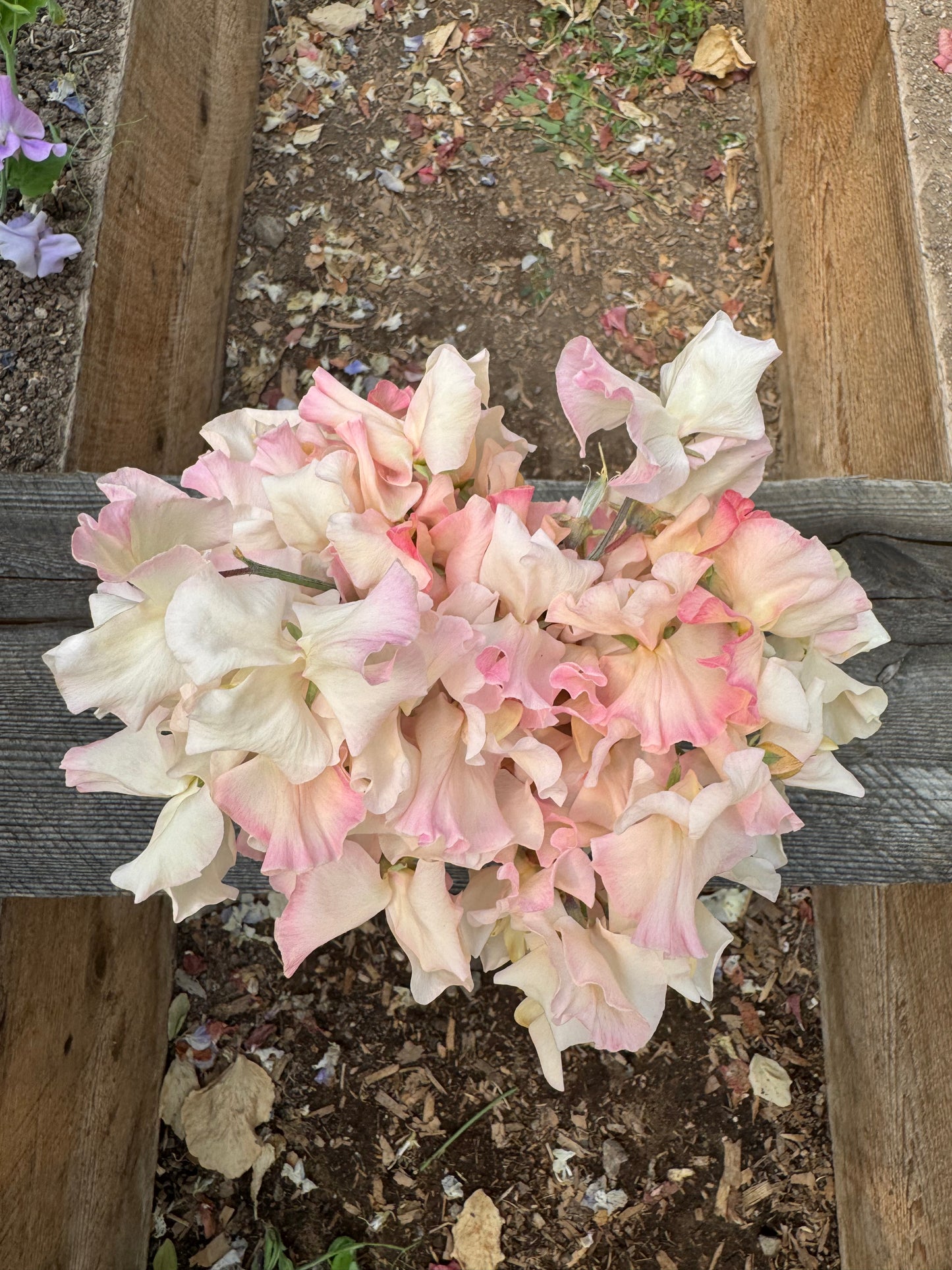 Mollie Rilstone Sweet Pea 50 Seeds