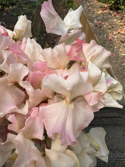 Mollie Rilstone Sweet Pea 50 Seeds