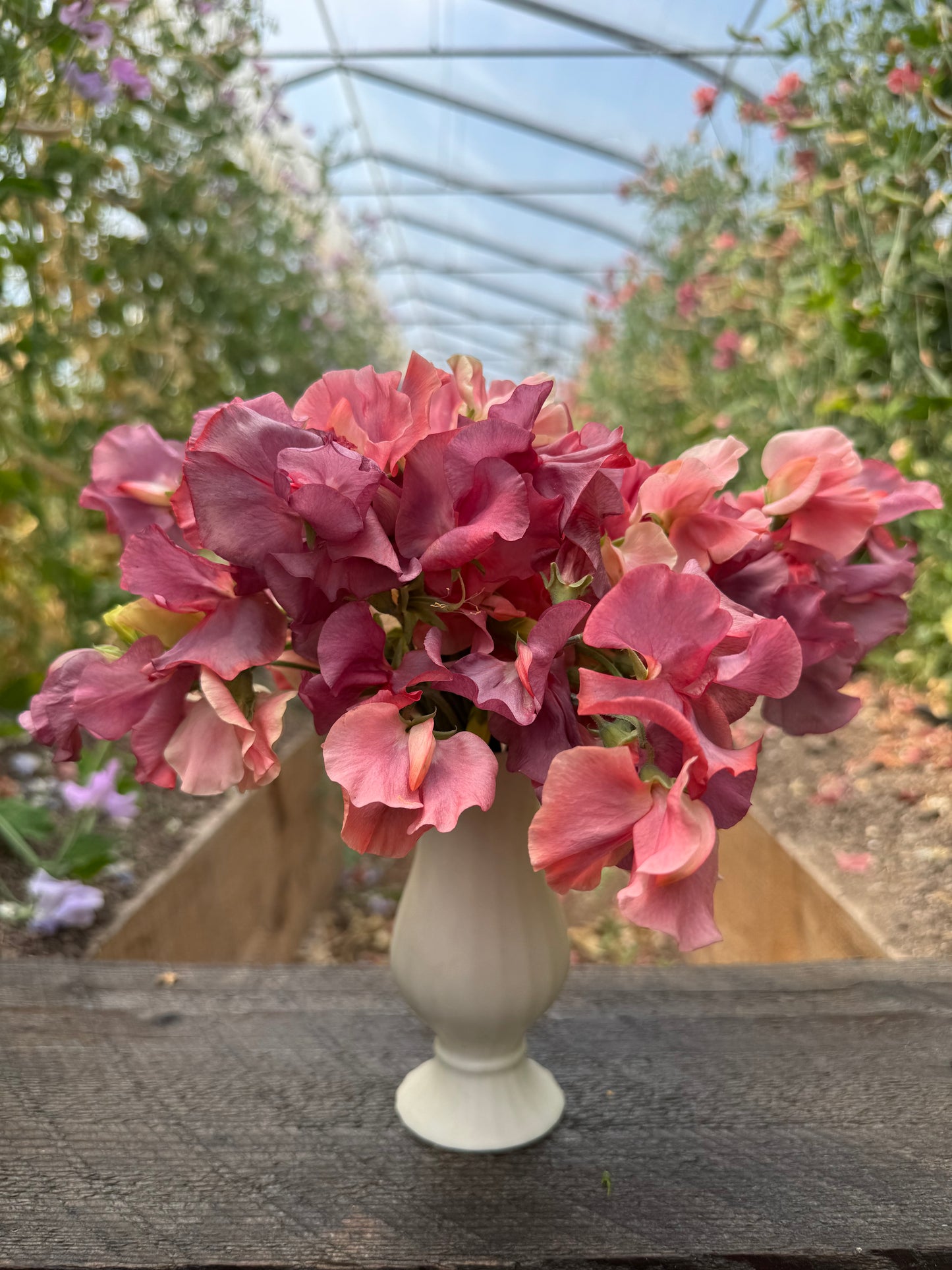 Kings Ransom Sweet Pea 25 seeds