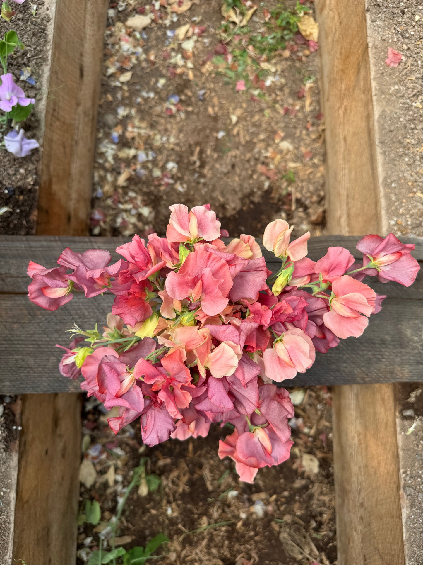 Kings Ransom Sweet Pea 25 seeds