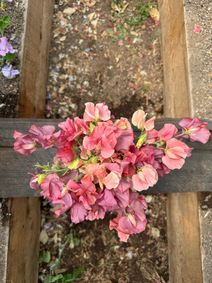 Kings Ransom Sweet Pea 25 seeds