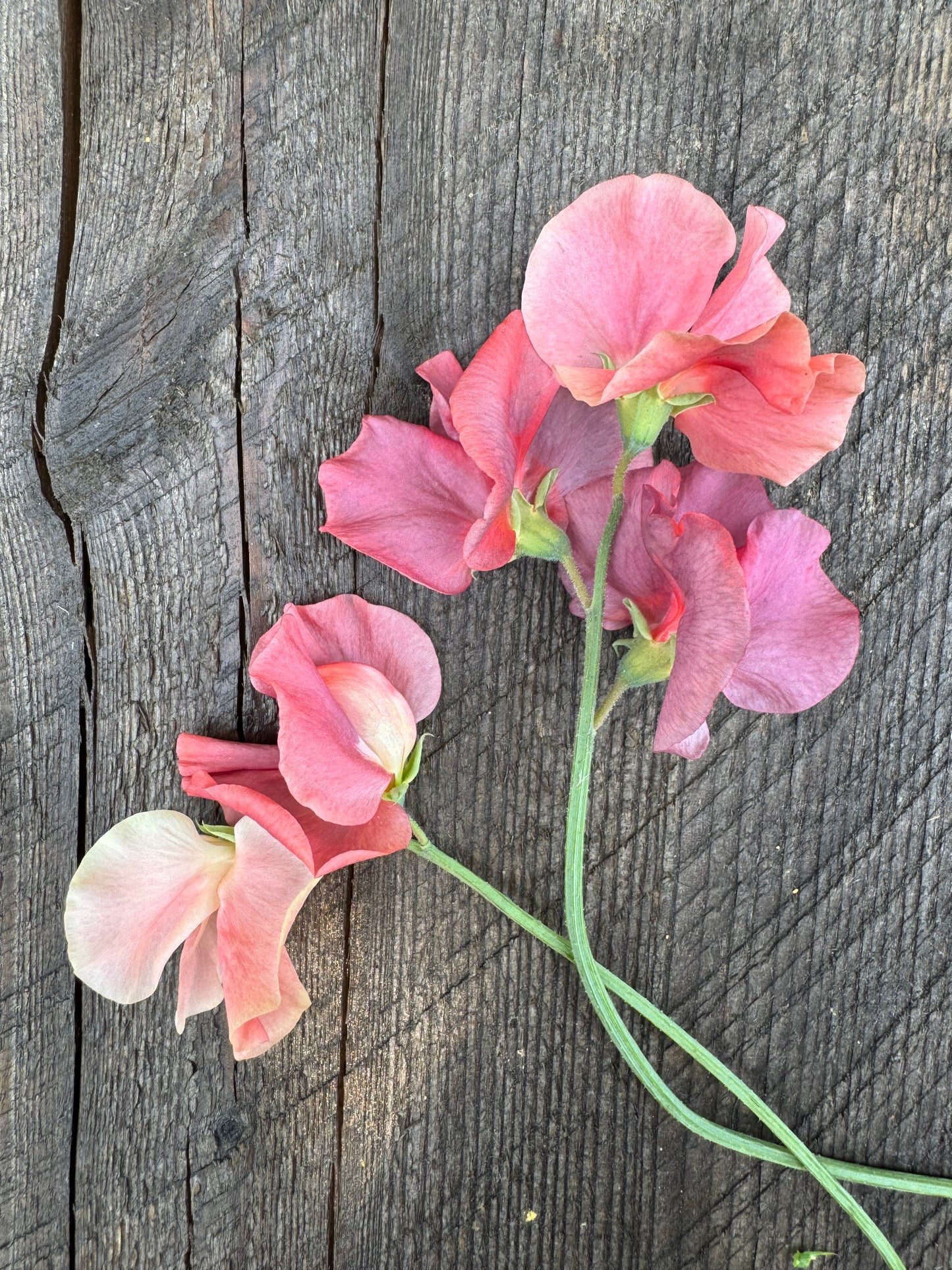Kings Ransom Sweet Pea 25 seeds