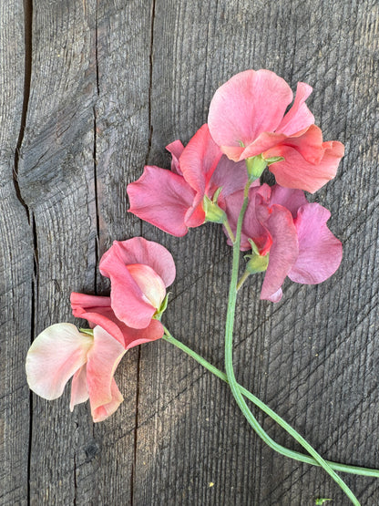 Kings Ransom Sweet Pea 25 seeds