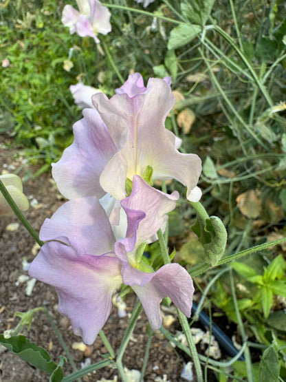 Gerry Cullinan Sweet Pea 50 Seeds