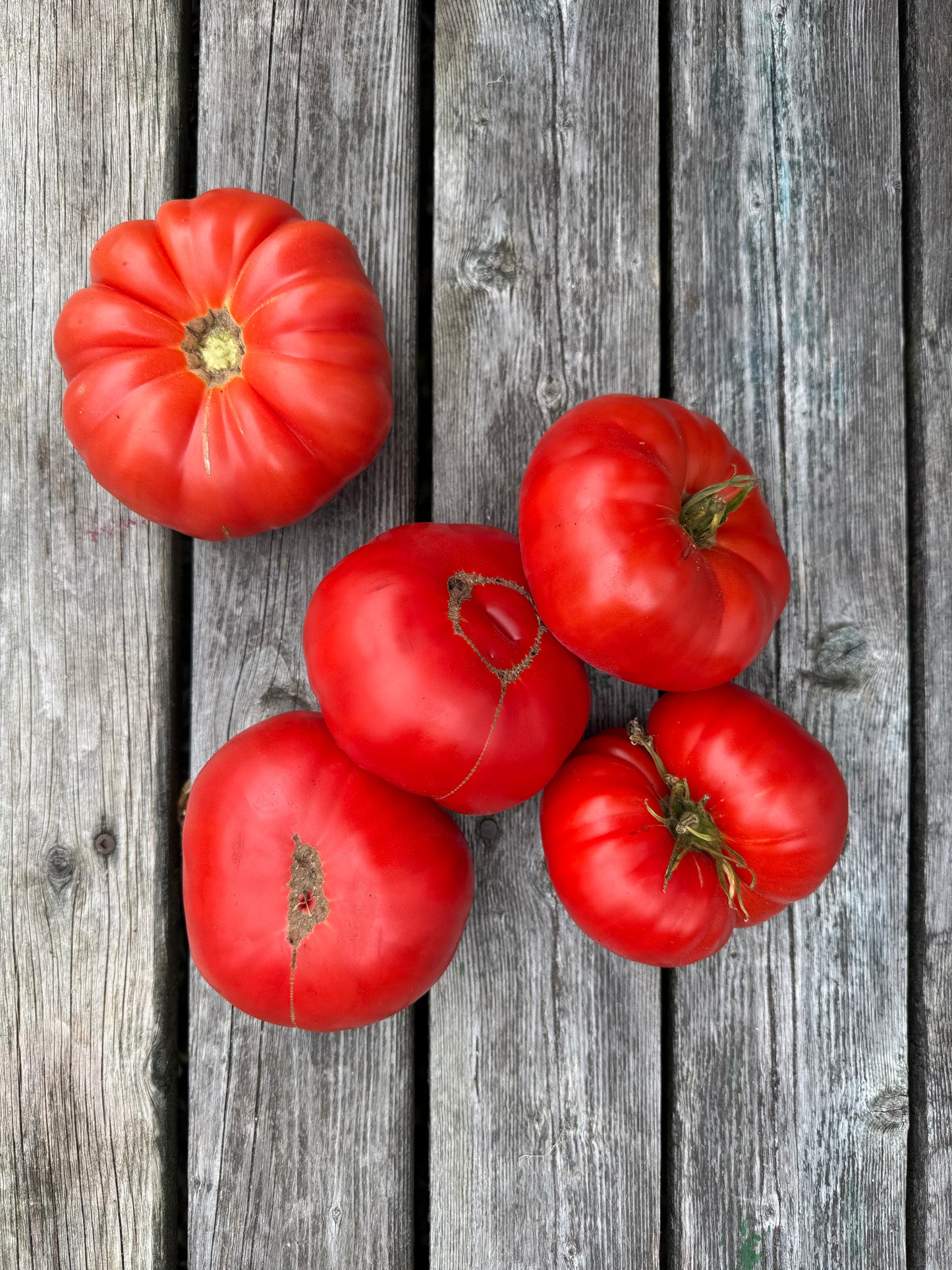 Beefsteak: Oh Canada Red Indeterminate Tomato Seeds