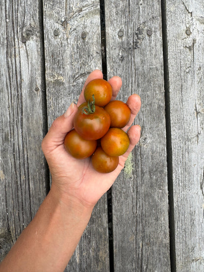 Pumpkin Spice Indeterminate Cherry Tomato Seeds