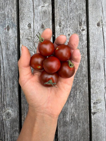 Cinnamon Girl Indeterminate Cherry Tomato Seeds