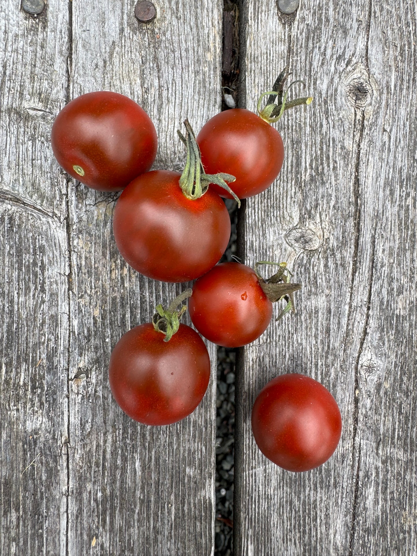 Cinnamon Girl Indeterminate Cherry Tomato Seeds