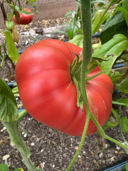 Beefsteak: Wild Rose Country Indeterminate Tomato Seeds