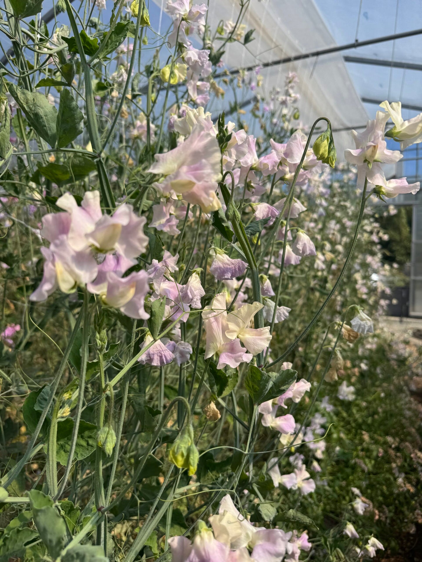 Gerry Cullinan Sweet Pea 50 Seeds