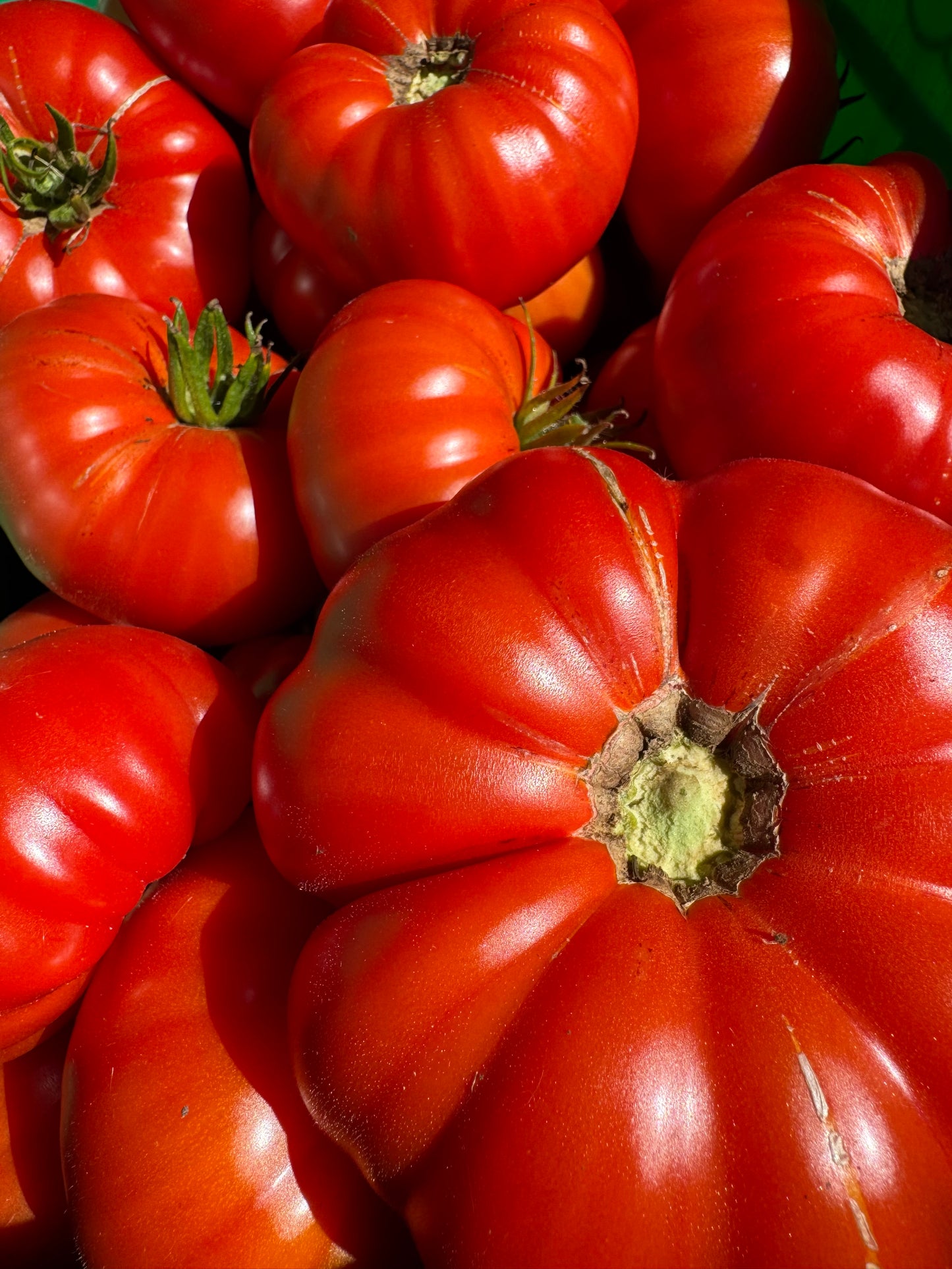 Beefsteak: Oh Canada Red Indeterminate Tomato Seeds