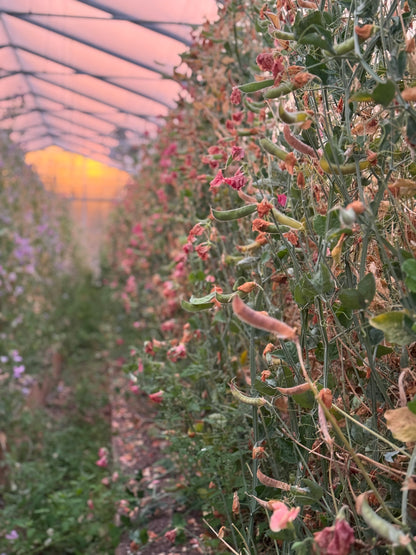 Kings Ransom Sweet Pea 25 seeds