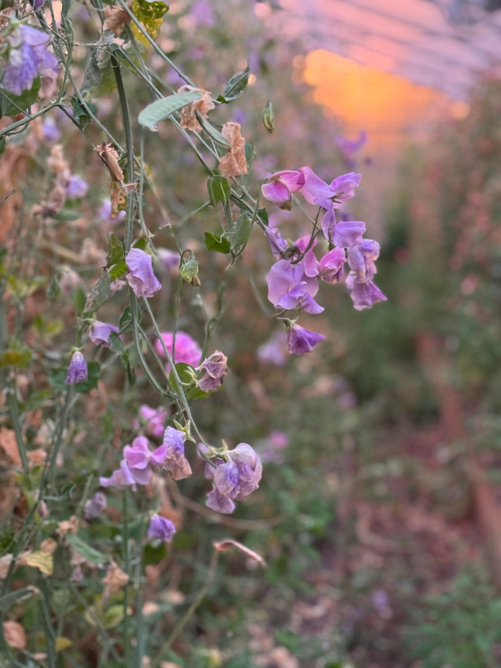 Kings Coronation Sweet Pea Seeds