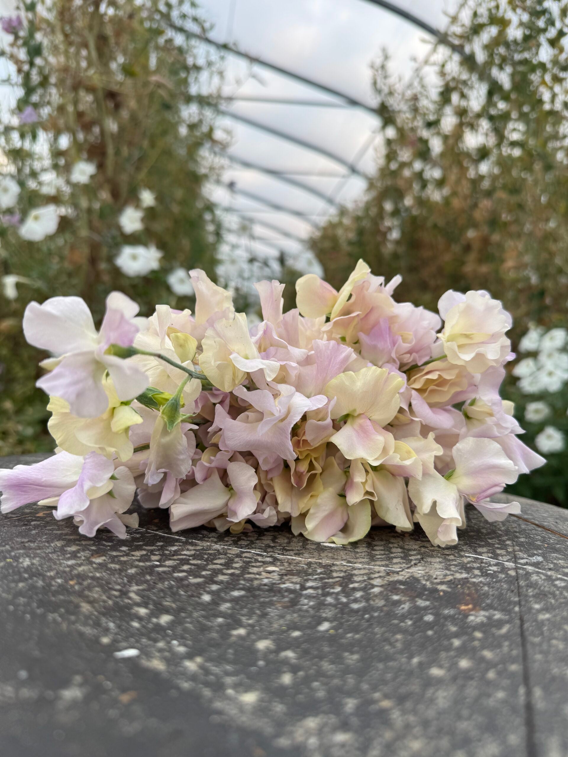 Gerry Cullinan Sweet Pea Seeds