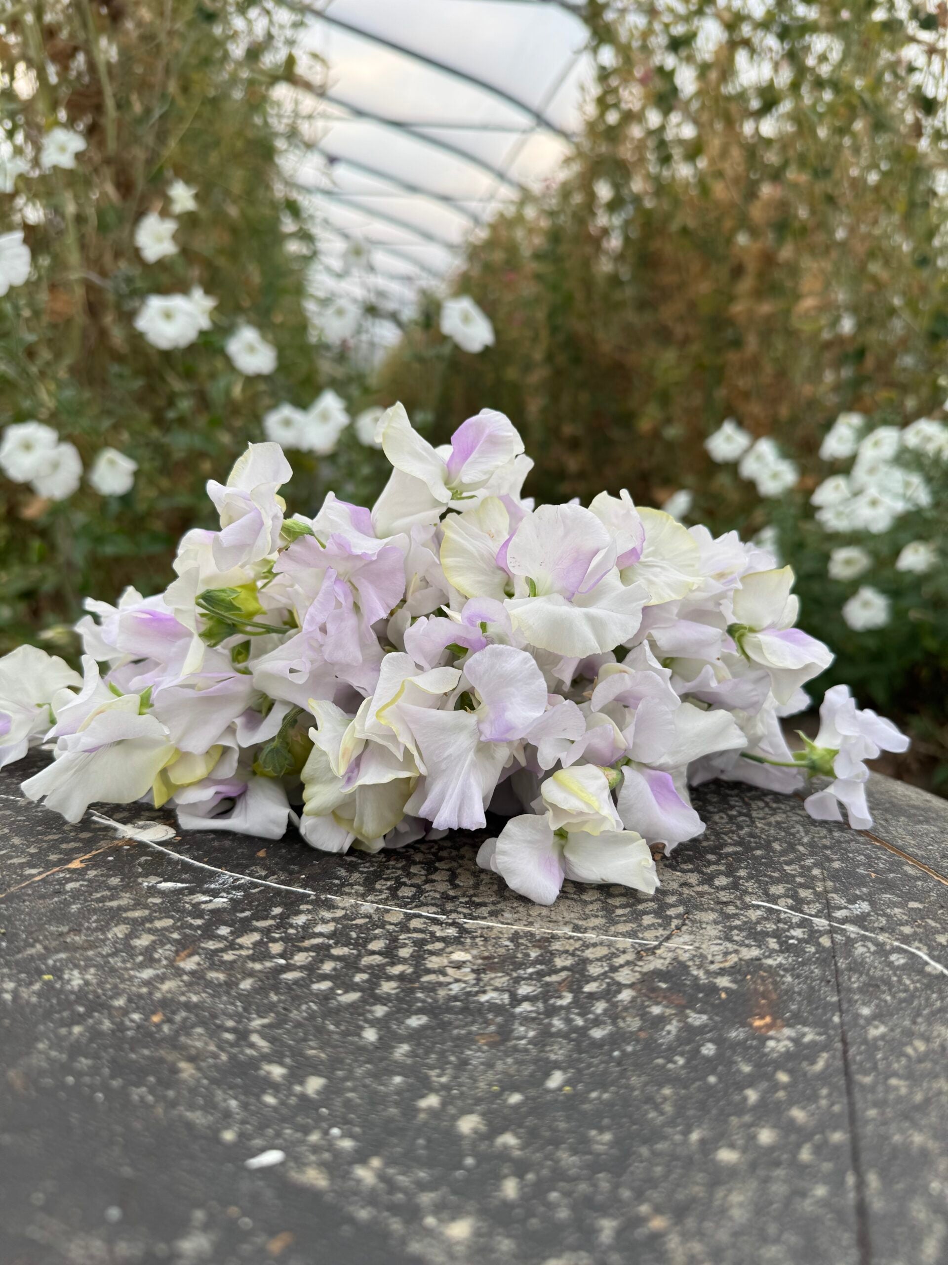 Esme Rowena Sweet Pea Seeds