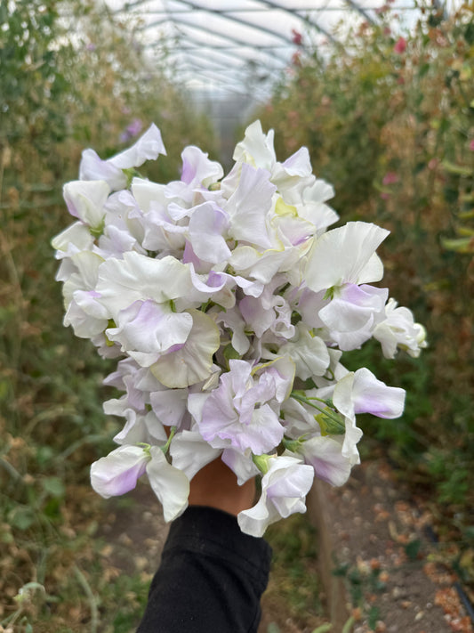 Esme Rowena Sweet Pea Seeds