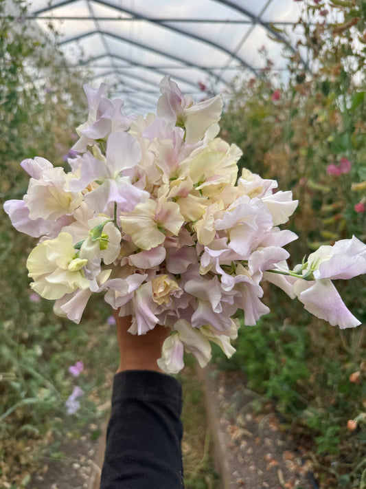 Gerry Cullinan Sweet Pea Seeds