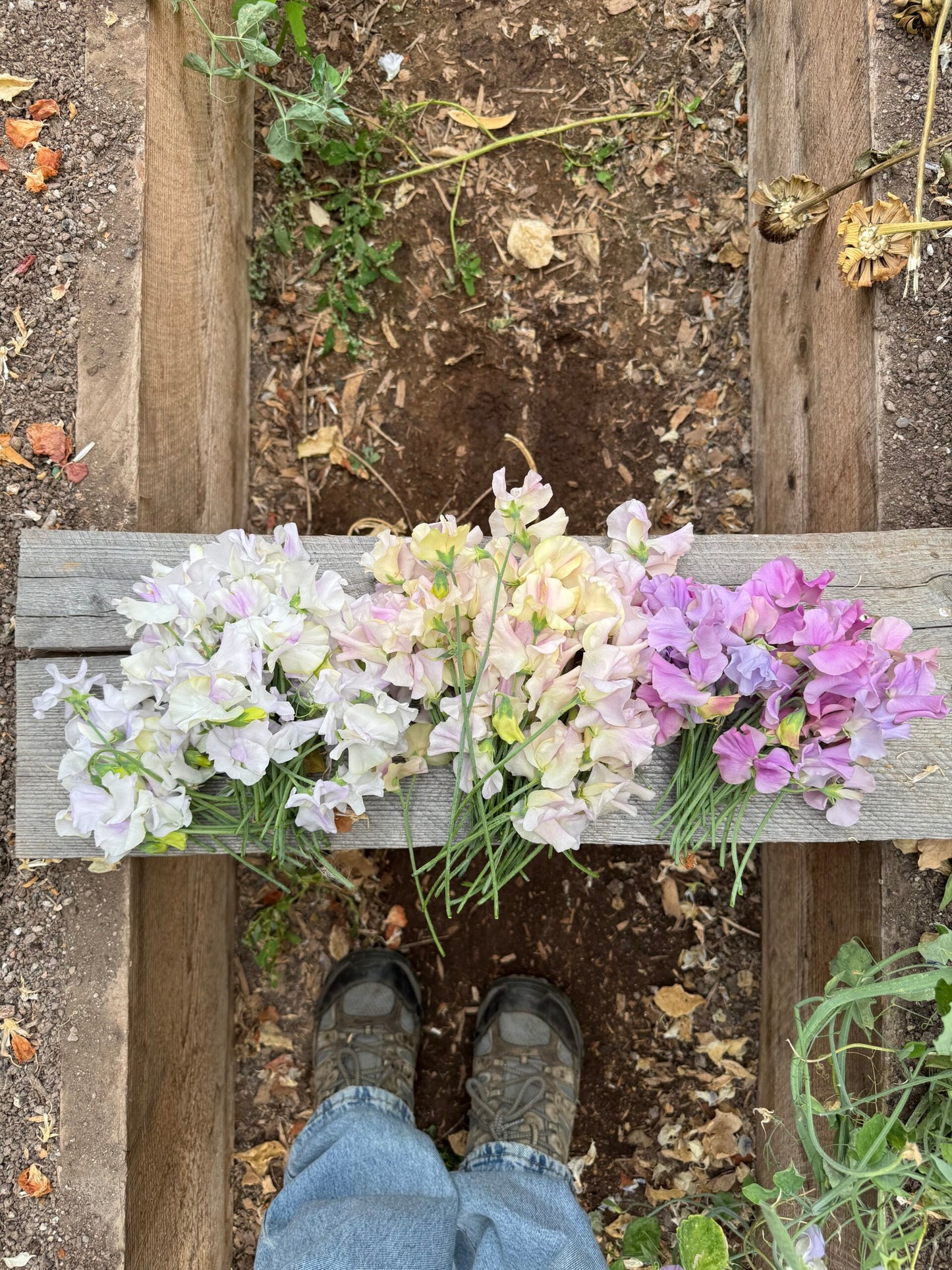 Esme Rowena Sweet Pea Seeds