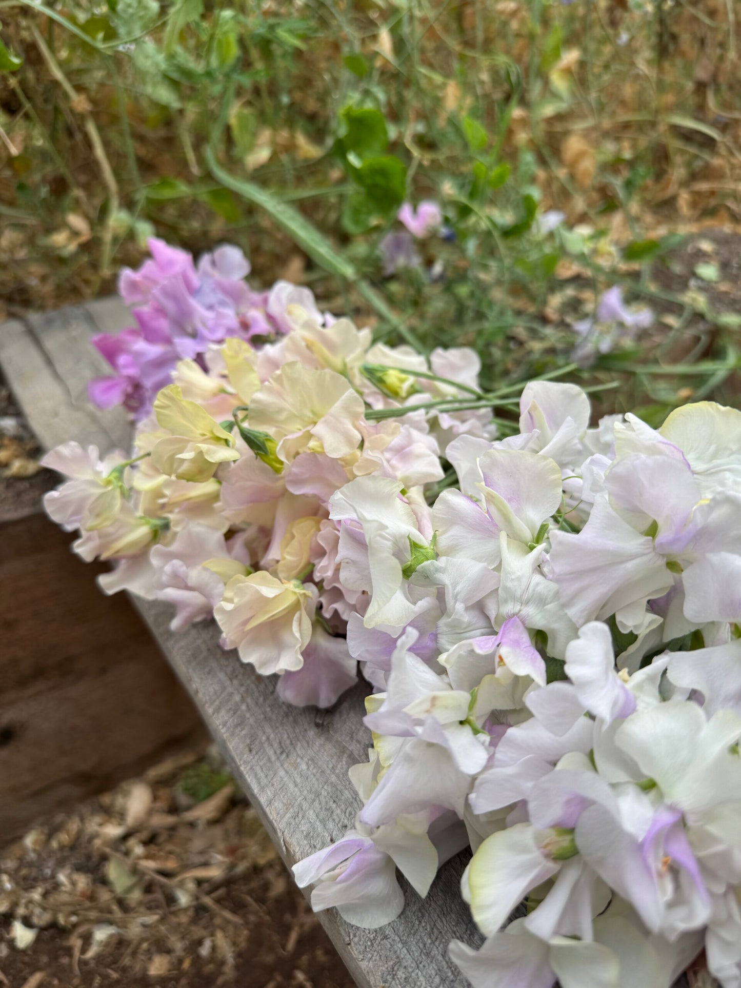 Esme Rowena Sweet Pea Seeds