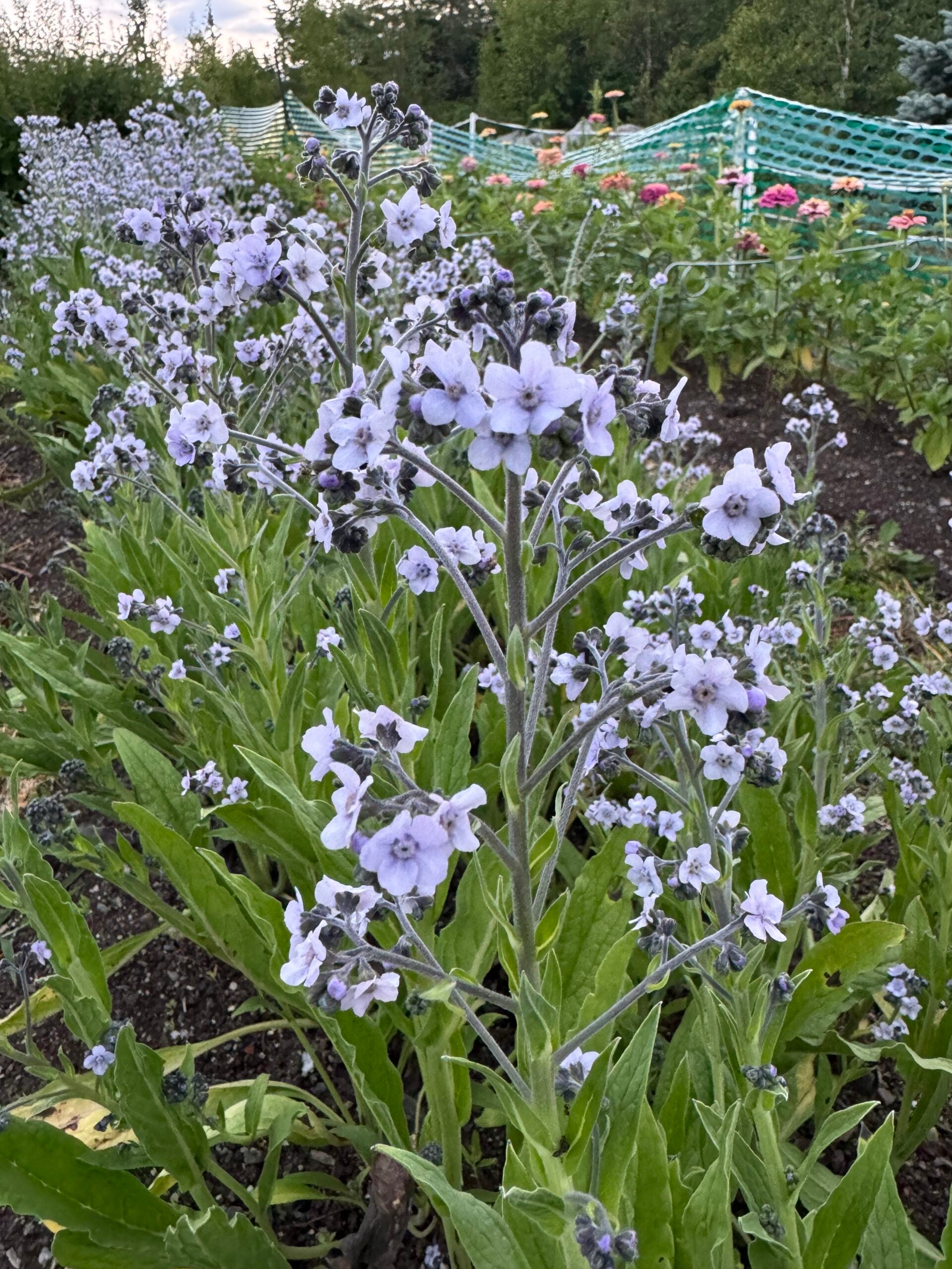 Forget Me Nots Mrs Marilyn Seeds