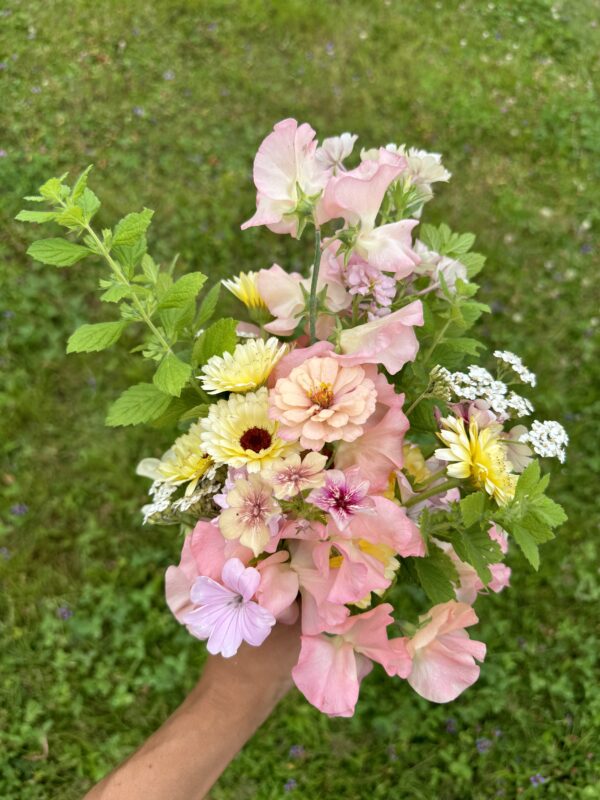 Yarrow Favourite Berries