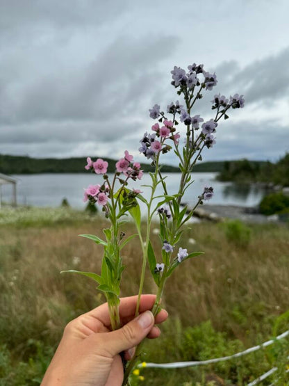 Forget Me Nots Mrs Marilyn Seeds