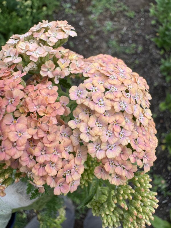 Yarrow Favourite Berries