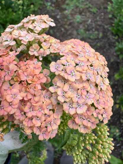 Yarrow Favourite Berries