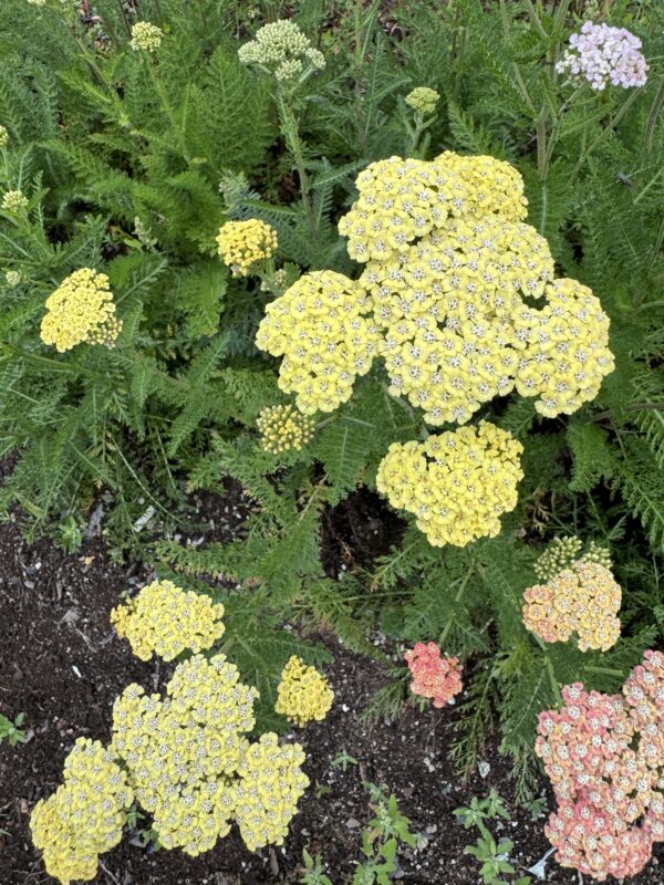 Yarrow Favourite Berries