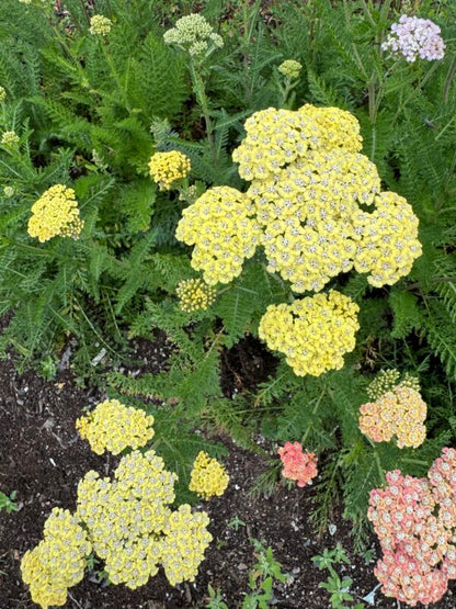 Yarrow Favourite Berries