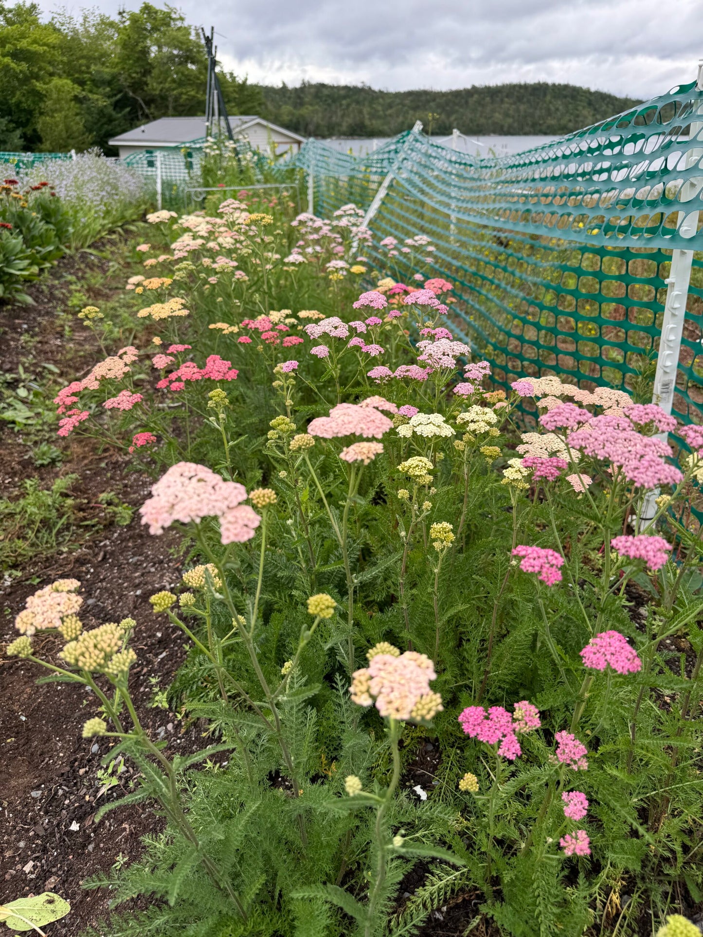 Yarrow Favourite Berries