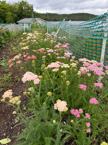 Yarrow Favourite Berries