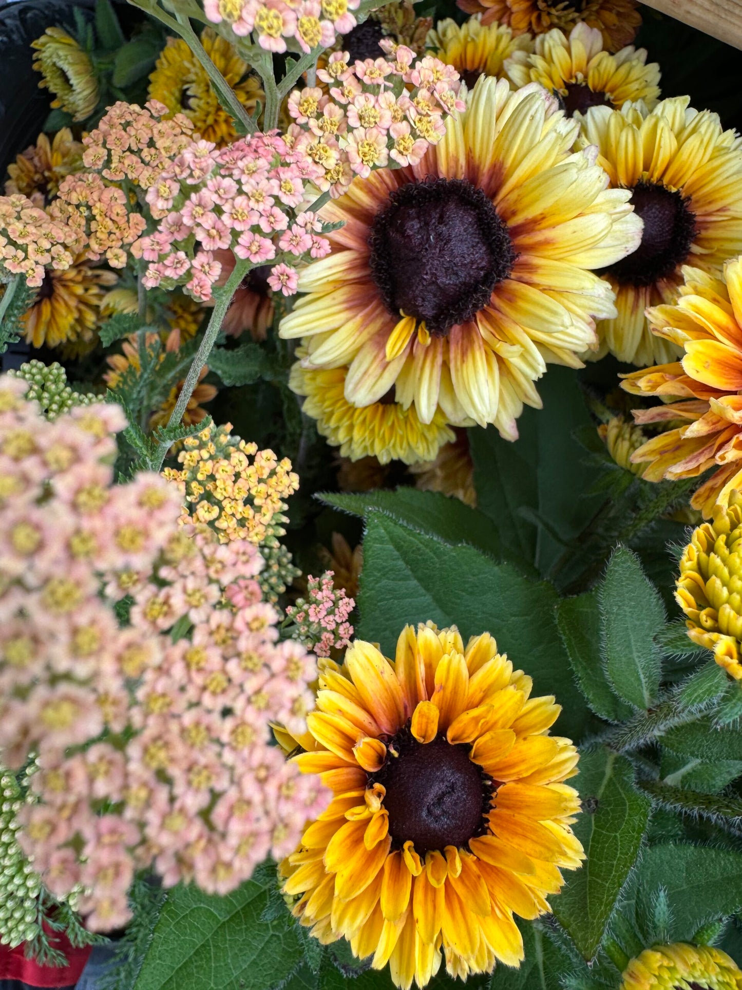 Yarrow Favourite Berries Seeds