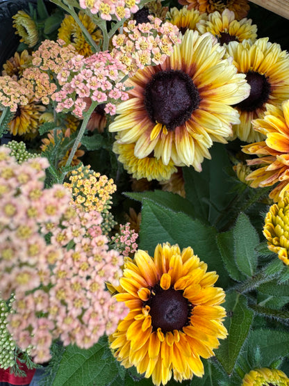 Yarrow Favourite Berries Seeds
