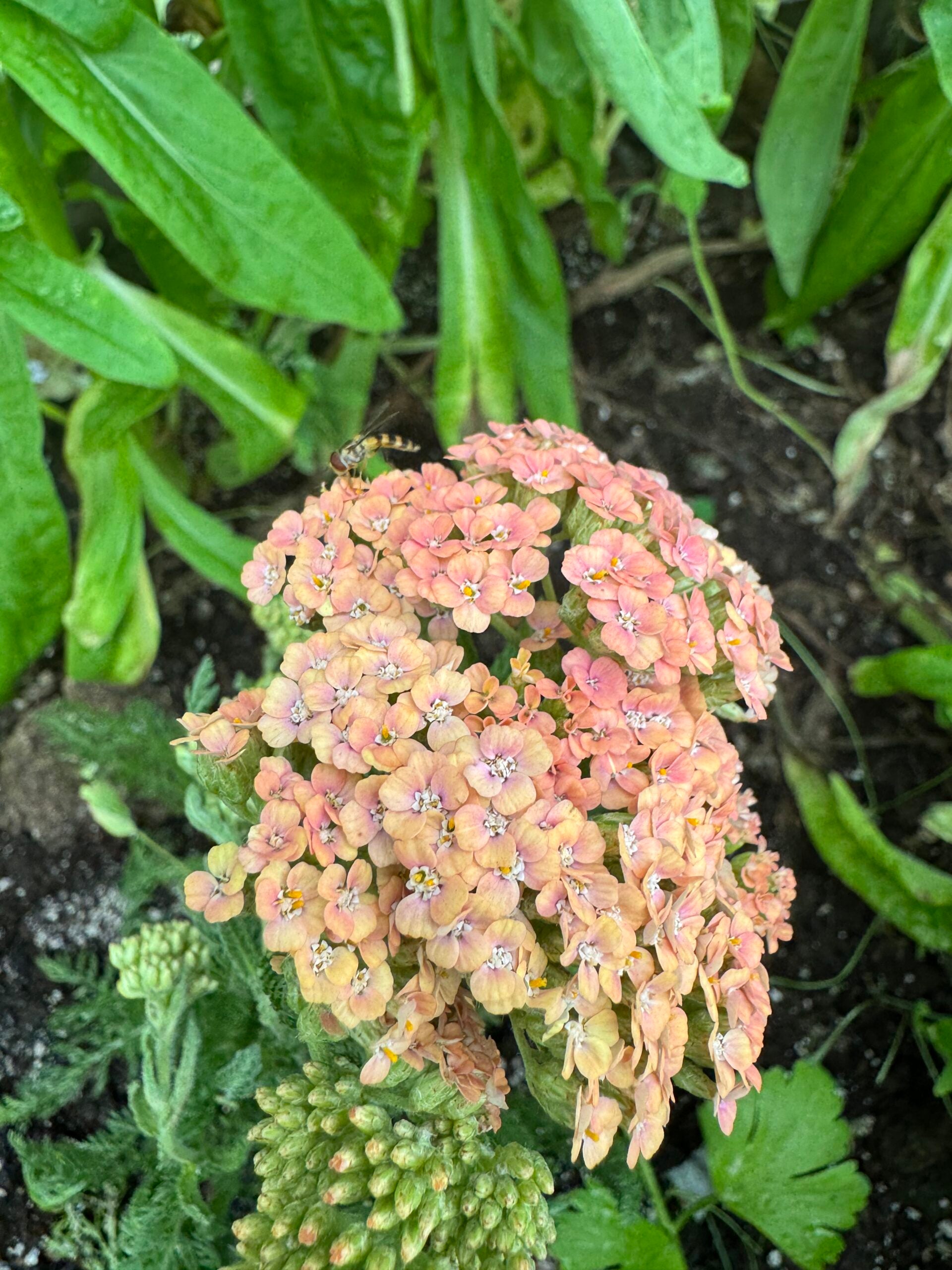 Yarrow Favourite Berries