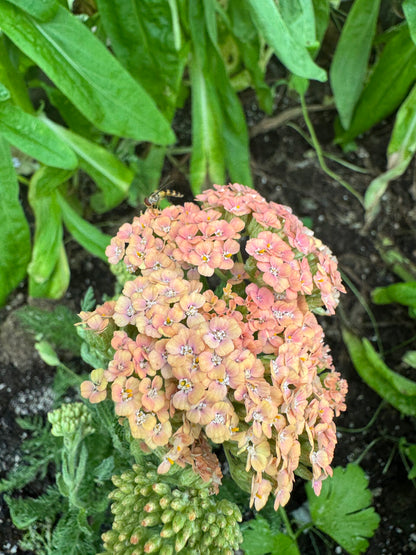 Yarrow Favourite Berries
