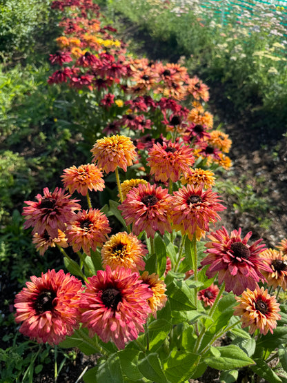 Rudbeckia Sahara Reds