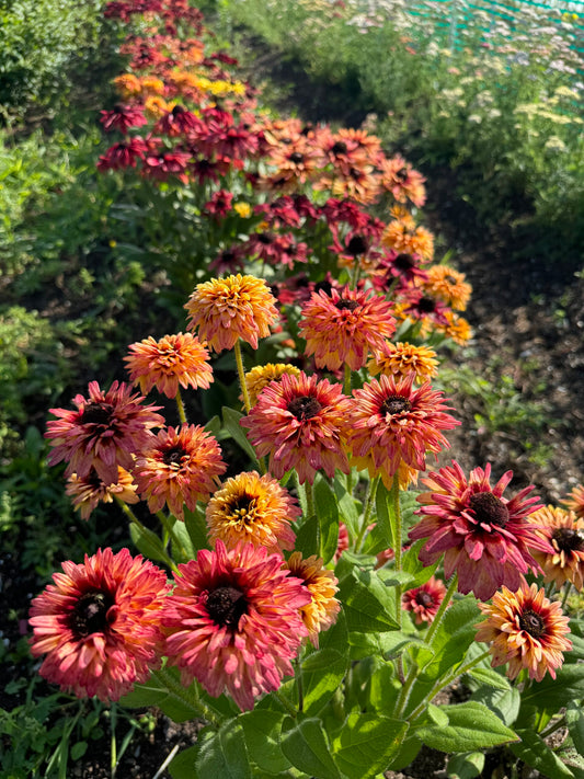 Rudbeckia Sahara Reds