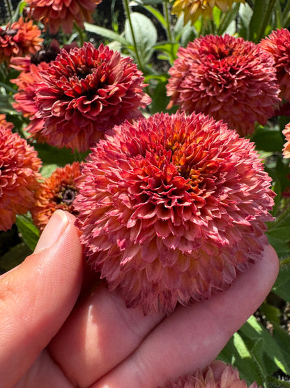 Rudbeckia Sahara Reds