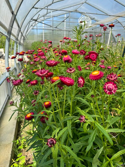 Strawflower Purple Red Seeds