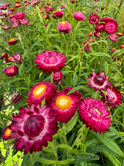 Strawflower Purple Red Seeds