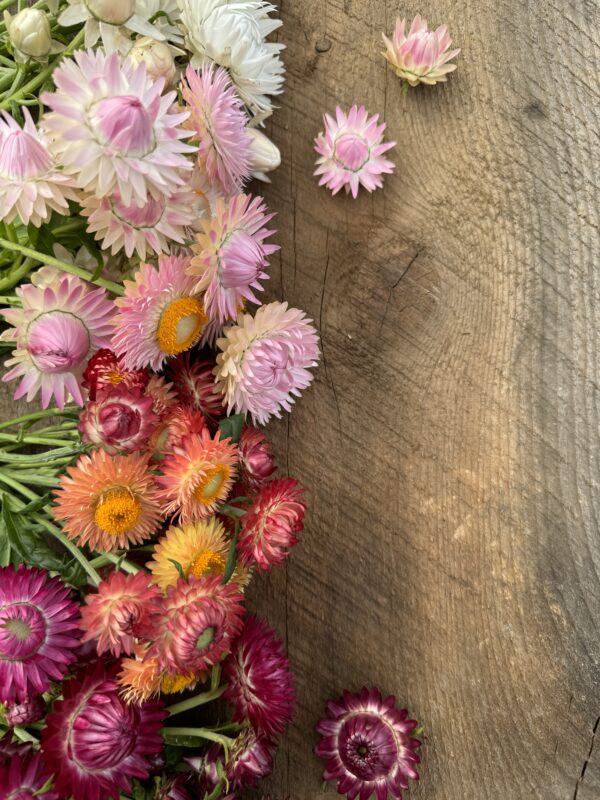 Strawflower Silvery Rose Seeds