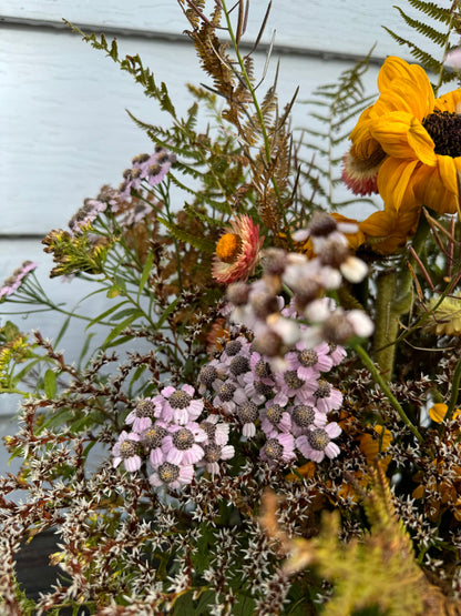 Yarrow Love Parade Seeds