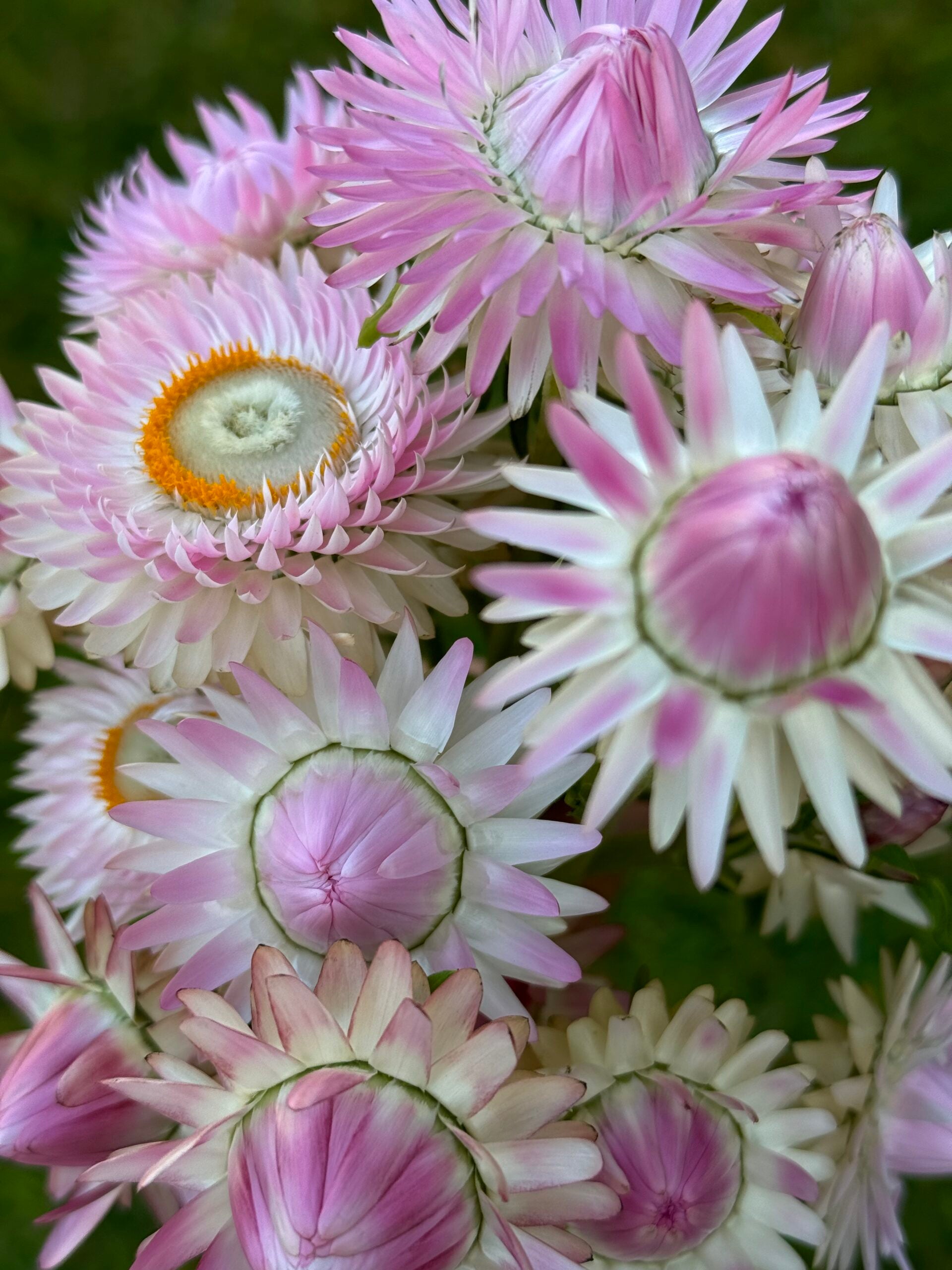 Strawflower Silvery Rose Seeds