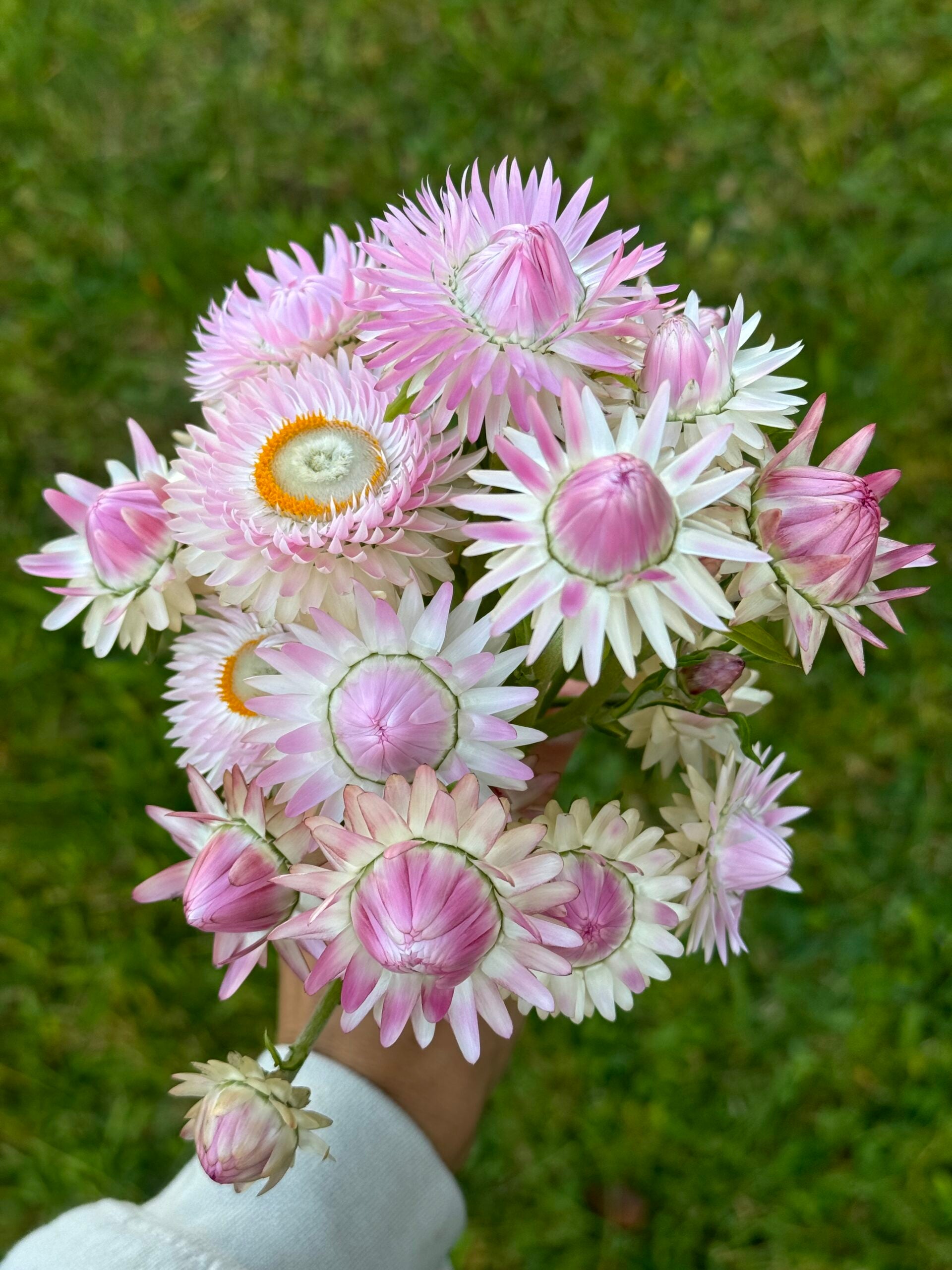 Strawflower Silvery Rose Seeds