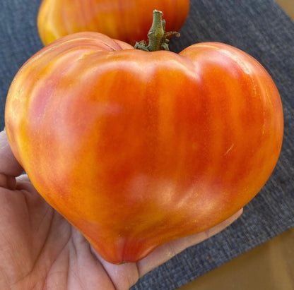 Oxheart: Midnight Sun Indeterminate Tomato Seeds